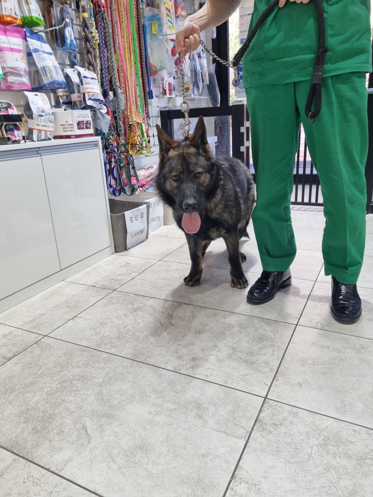 종료(반환) 셰퍼드…