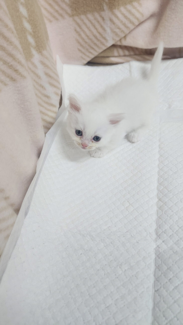 익산유기동물보호소_445468202403121