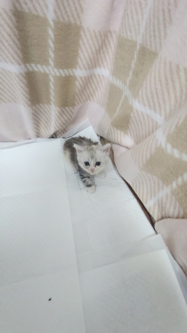익산유기동물보호소_445468202403123