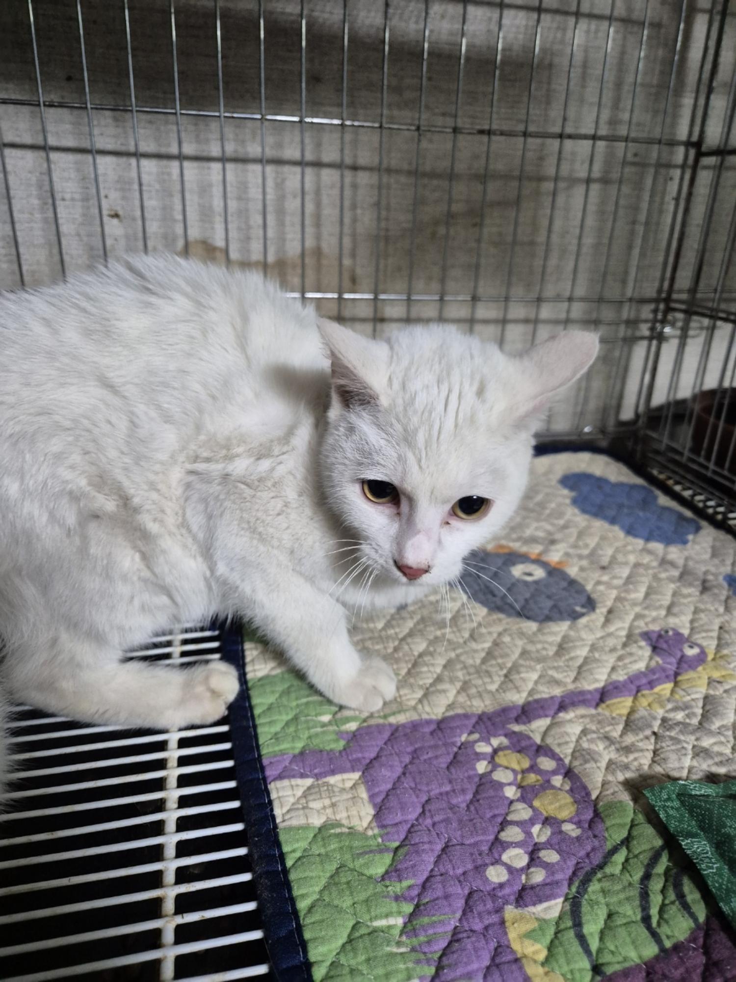 종료(자연사) 한국…