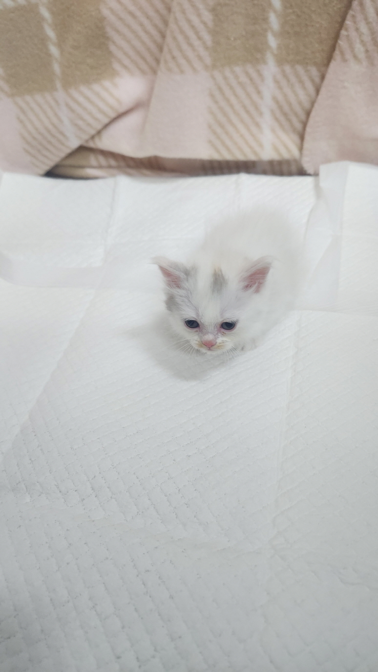 익산유기동물보호소_445468202403119