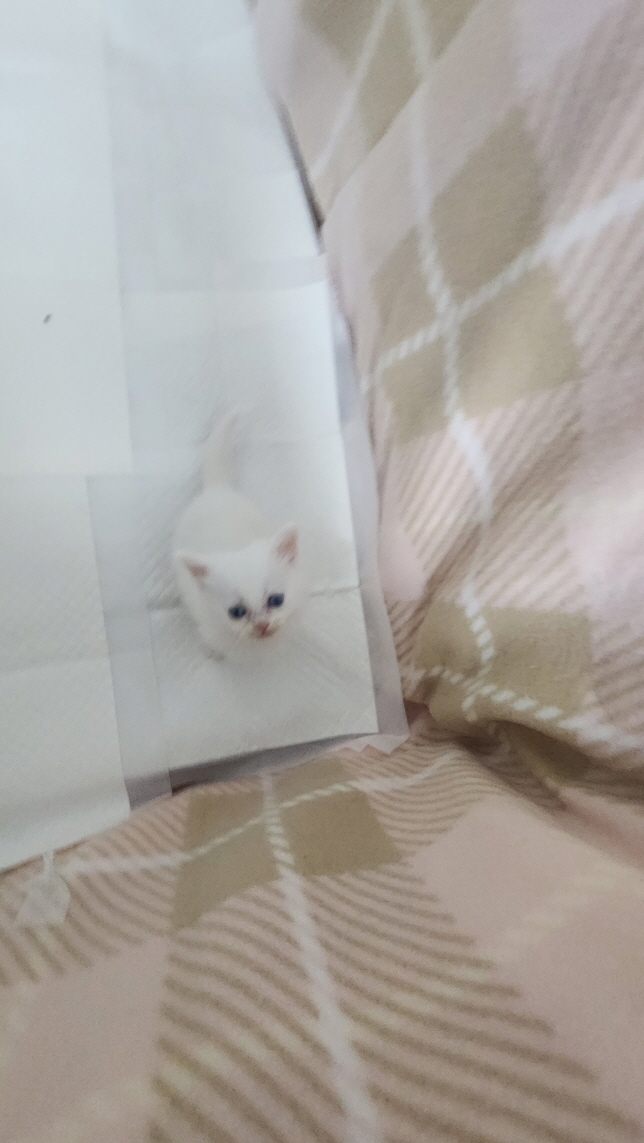 익산유기동물보호소_445468202403122