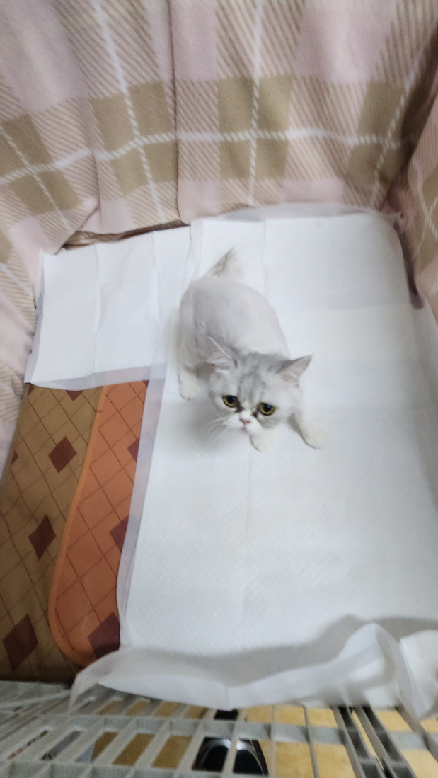 익산유기동물보호소_445468202403118