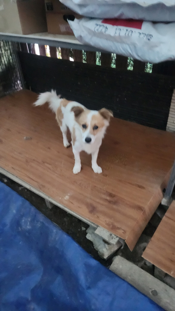 익산유기동물보호소_445468202403128