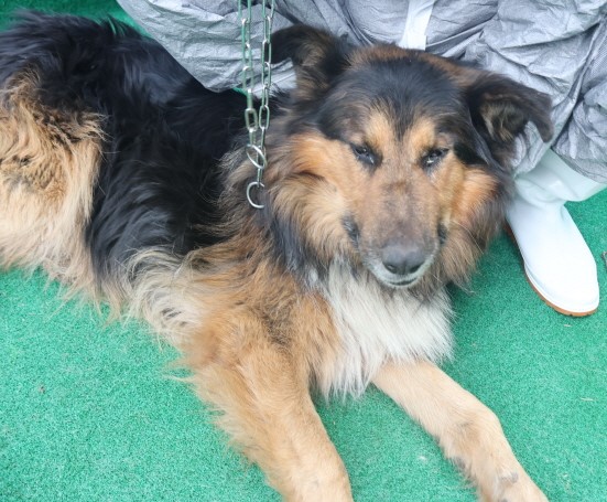 보호중 믹스견의 가…