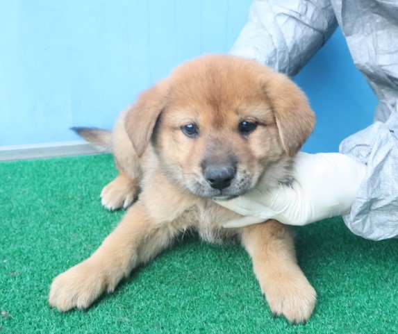 제주 동물보호센터_450650202403628