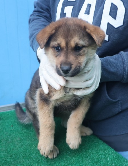 보호중 믹스견의 가…