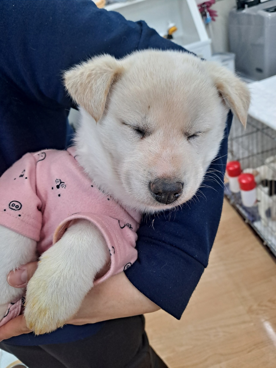 거제시유기동물보호소_448537202401279