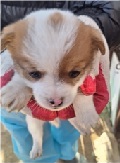 양구군유기동물보호소_442432202400158