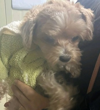 인천광역시수의사회_428351202400870