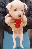 양구군유기동물보호소_442432202400160