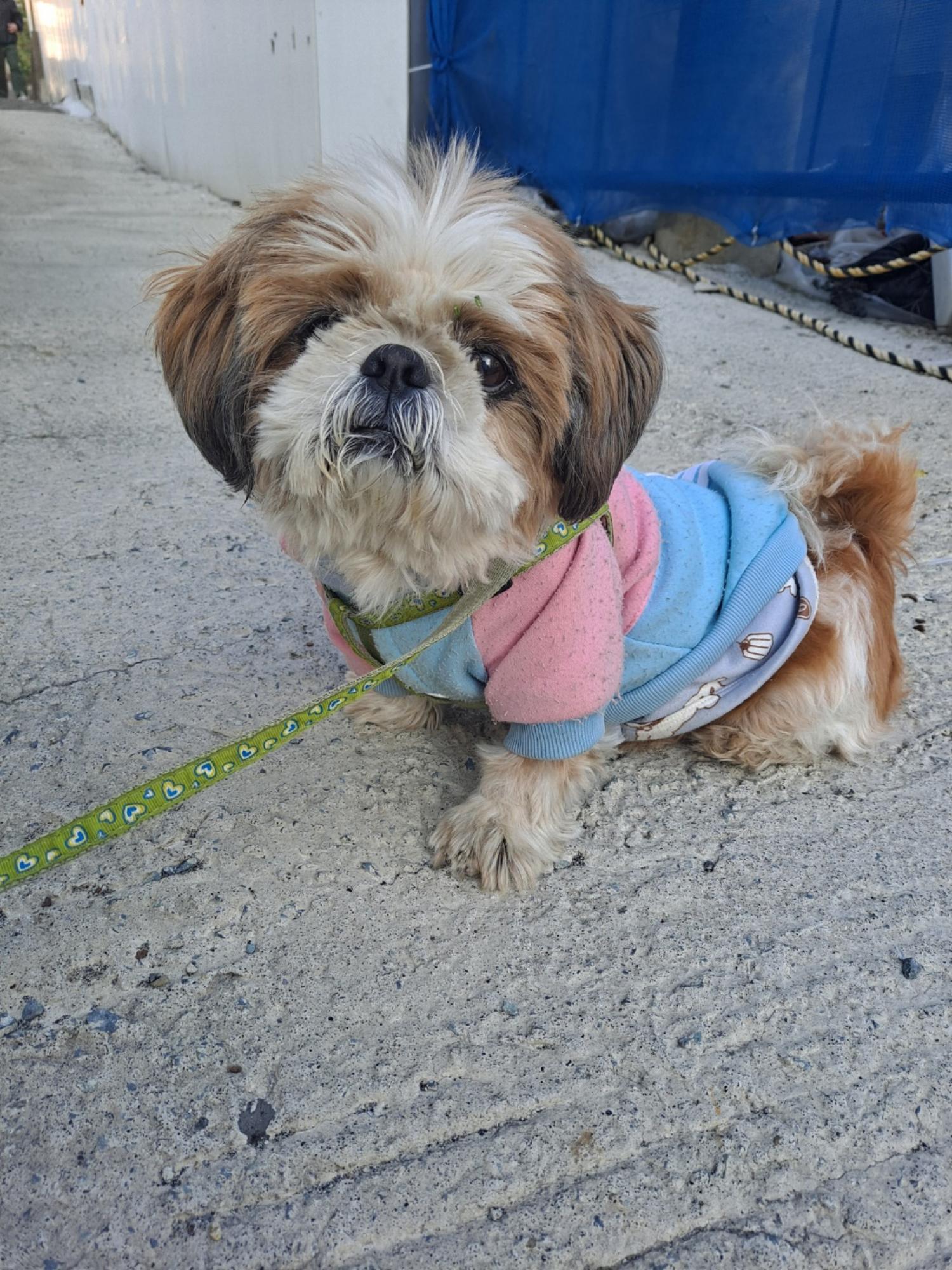 거제시유기동물보호소_448537202401280