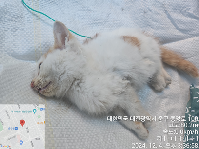 대전동물보호센터_430365202400603