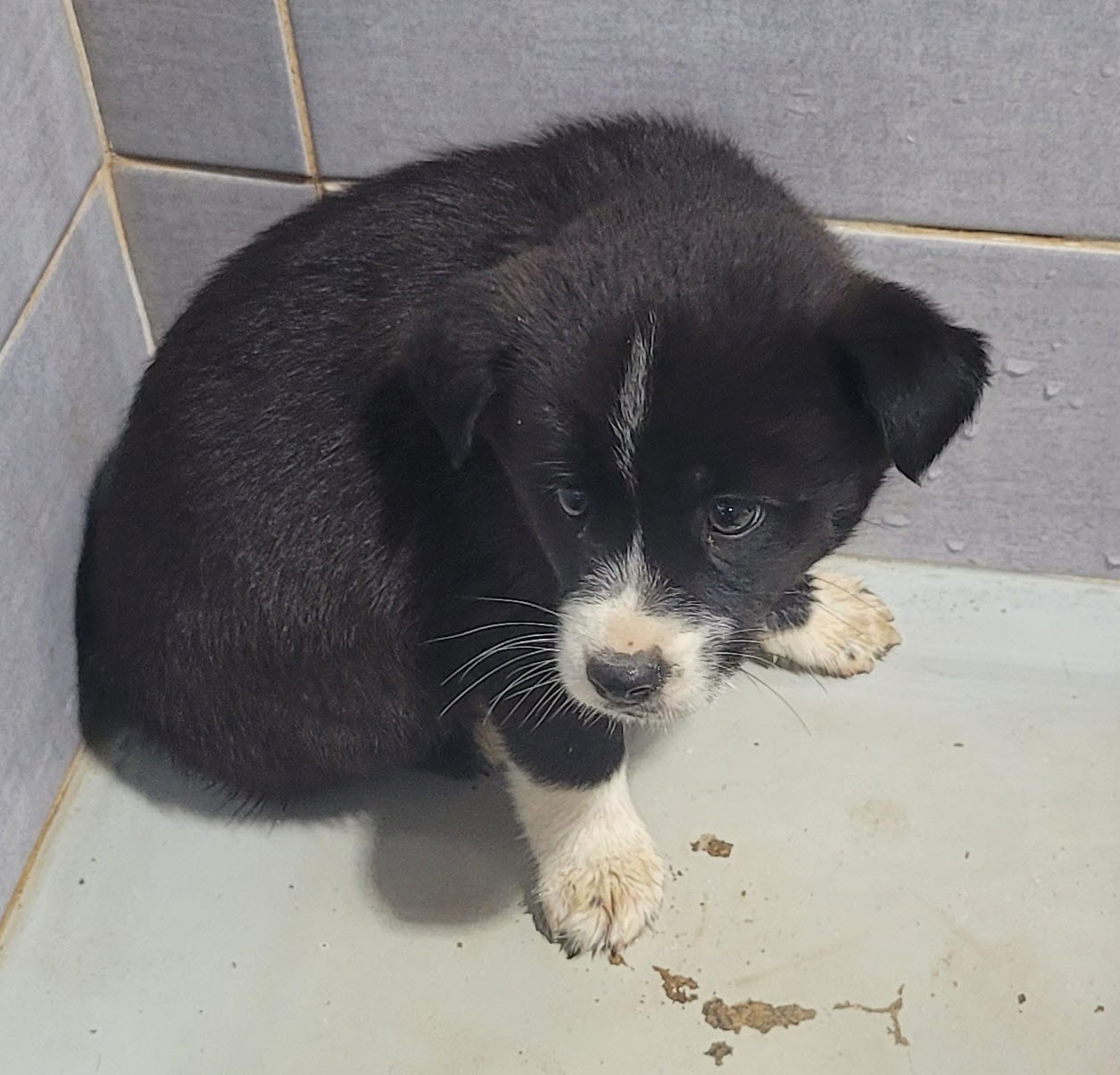울진군동물보호센터_447525202400564