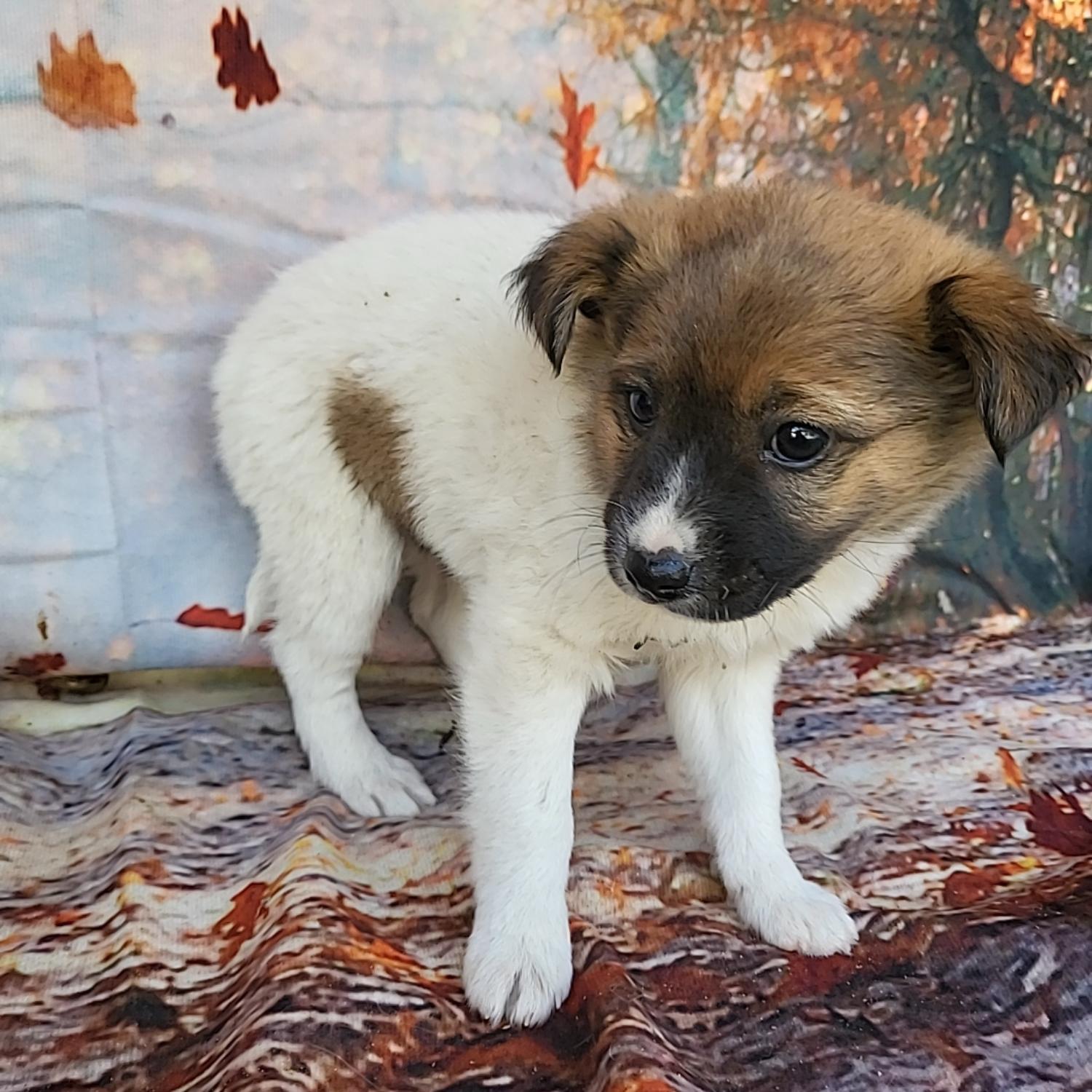 종료(자연사) 믹스…