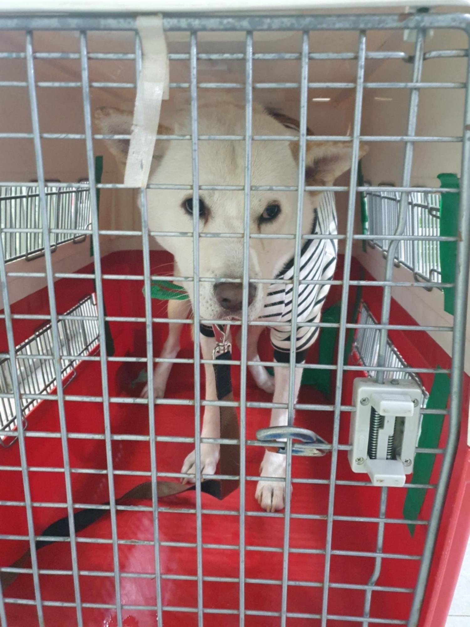 펫앤쉘터동물병원_441378202401594