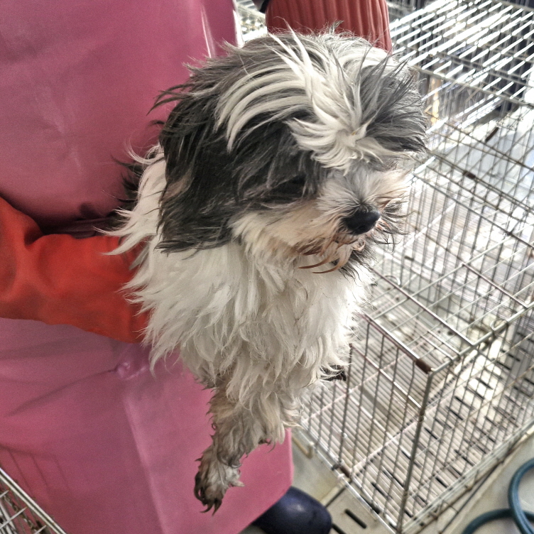 동해시동물보호센터_442421202400321