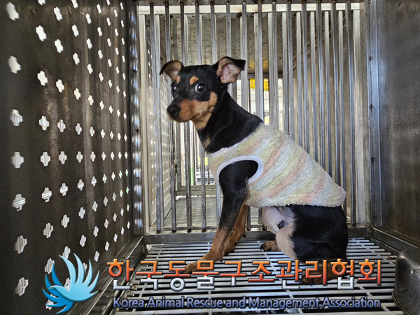 한국동물구조관리협회_441559202401411