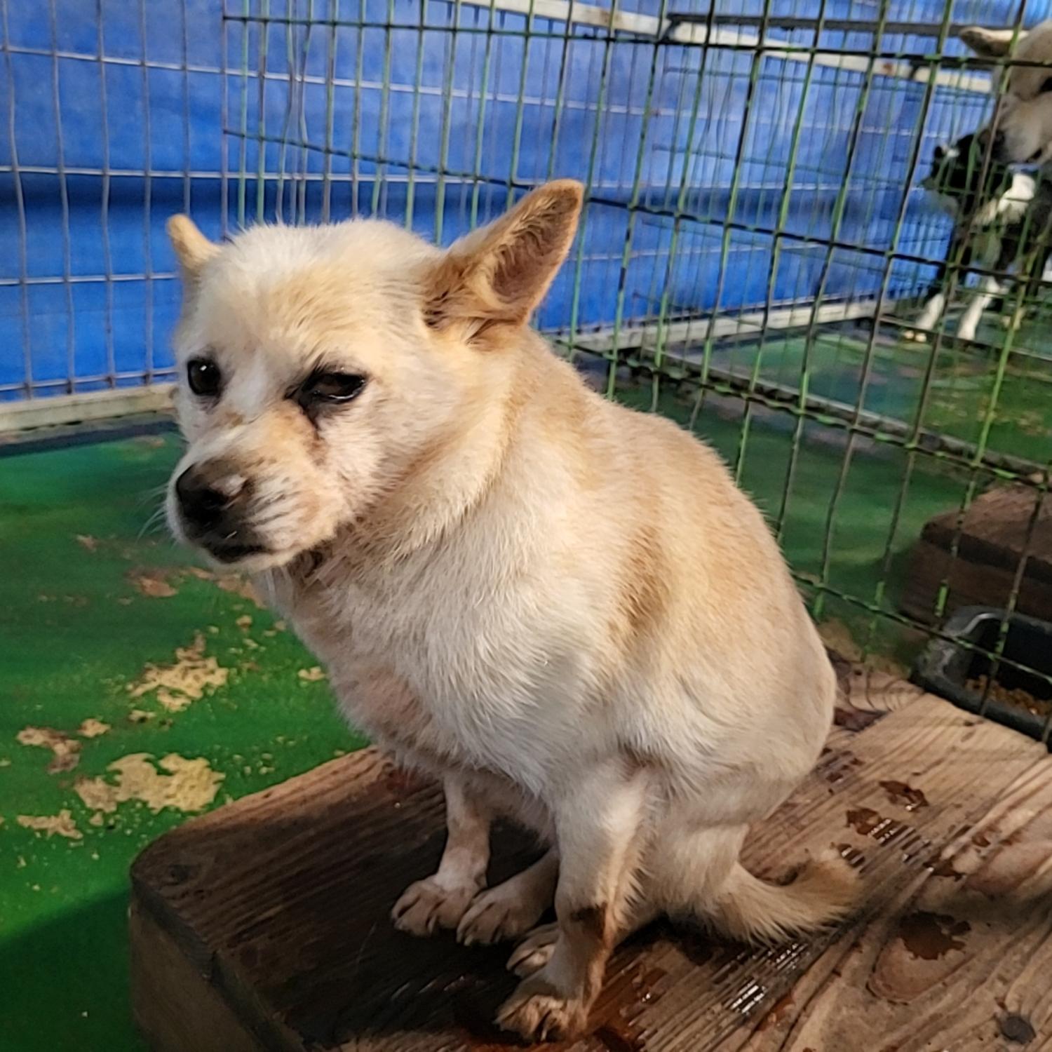 종료(자연사) 믹스…