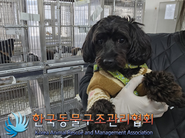 종료(반환) 푸들의…