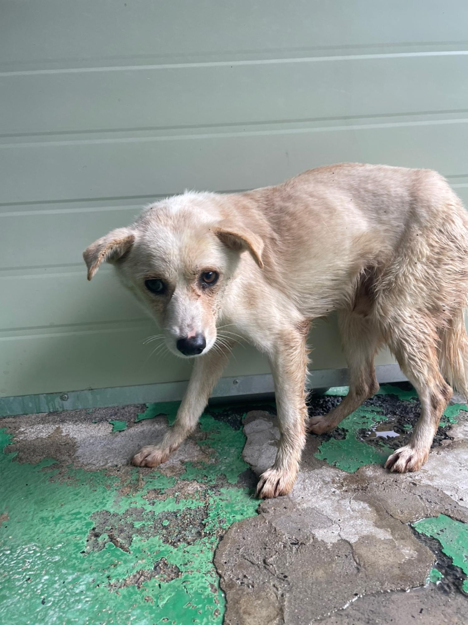 보호중 믹스견의 가…