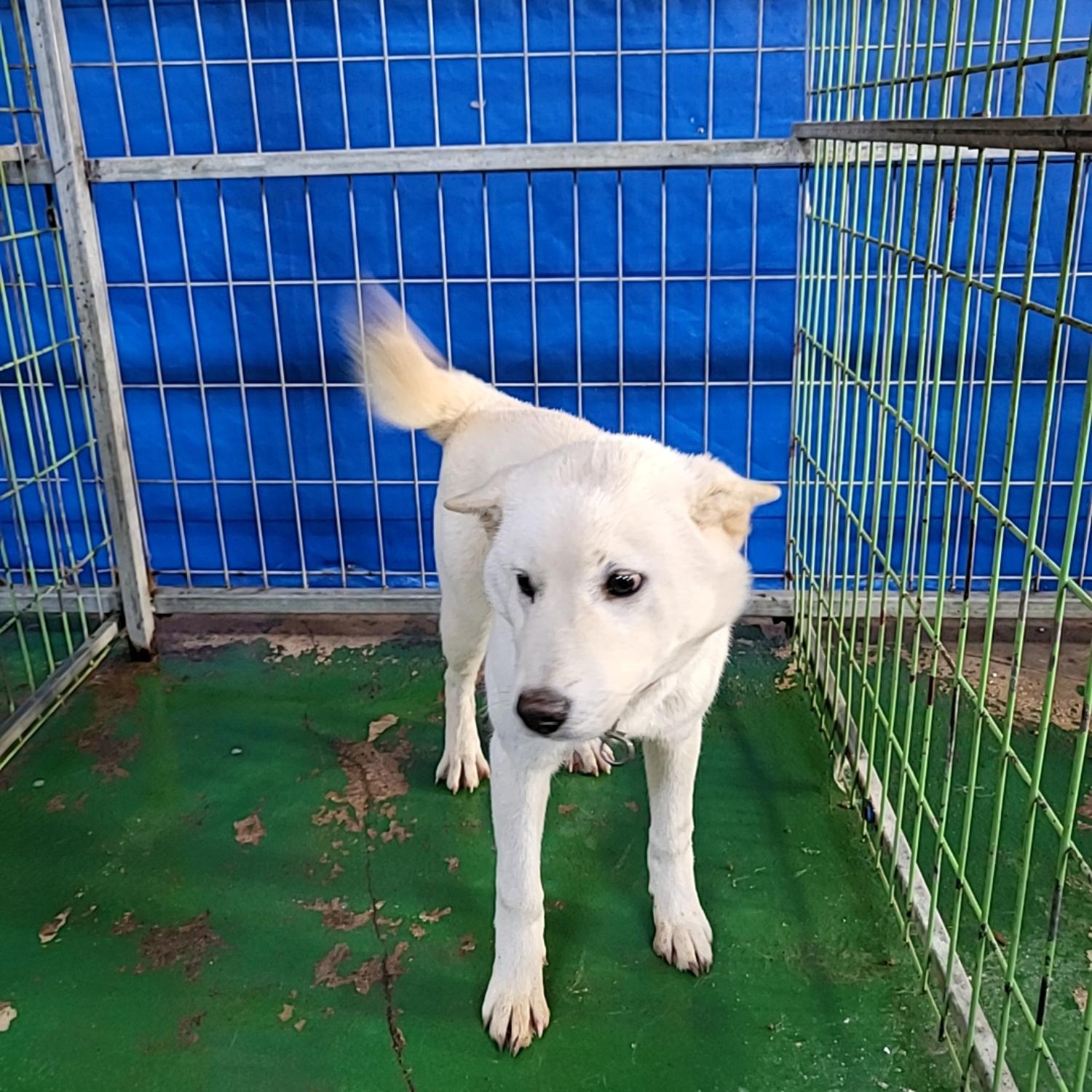 보호중 믹스견의 가…