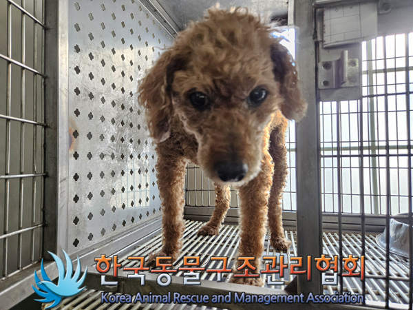 종료(반환) 푸들의…