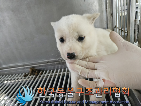 한국동물구조관리협회_441560202401427