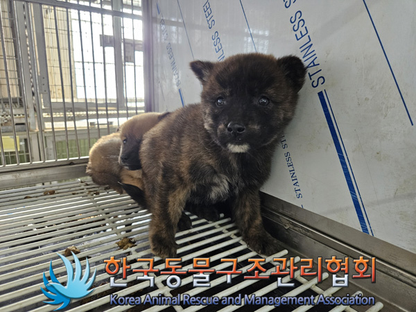 한국동물구조관리협회_441560202401431