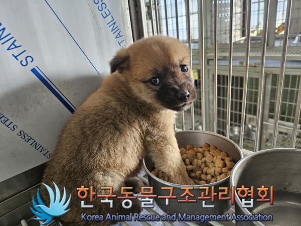 한국동물구조관리협회_441560202401434