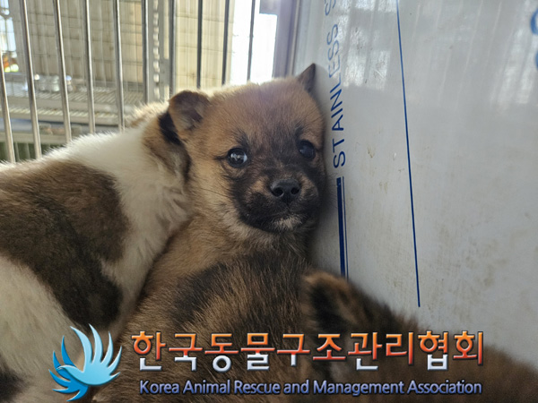 한국동물구조관리협회_441560202401433