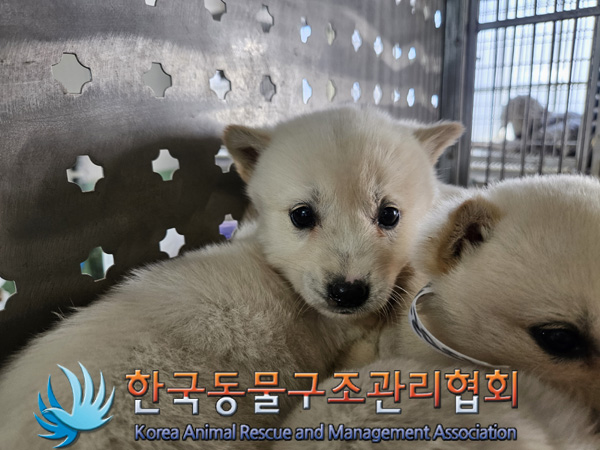 한국동물구조관리협회_441560202401428