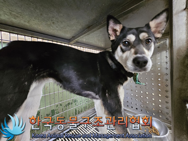 한국동물구조관리협회_441404202400626