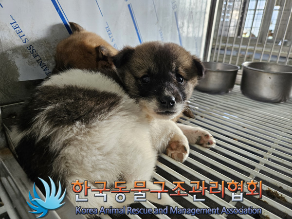 보호중 믹스견의 가…