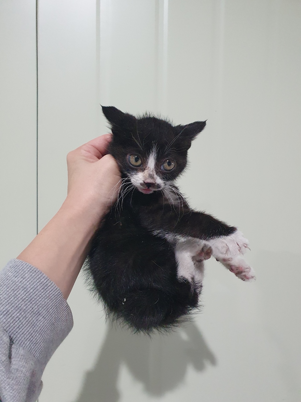 부산동물보호센터_426332202400770