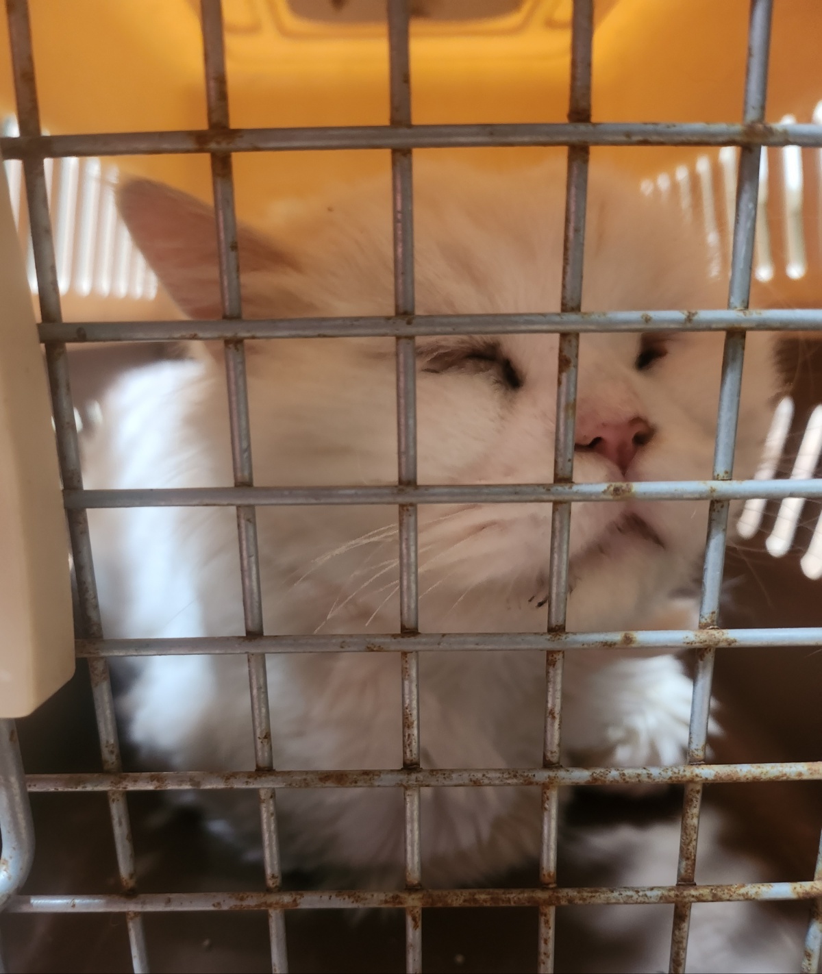 보호중 페르시안-페…