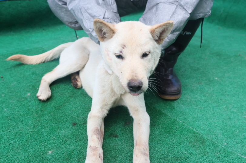 제주 동물보호센터_450650202403636