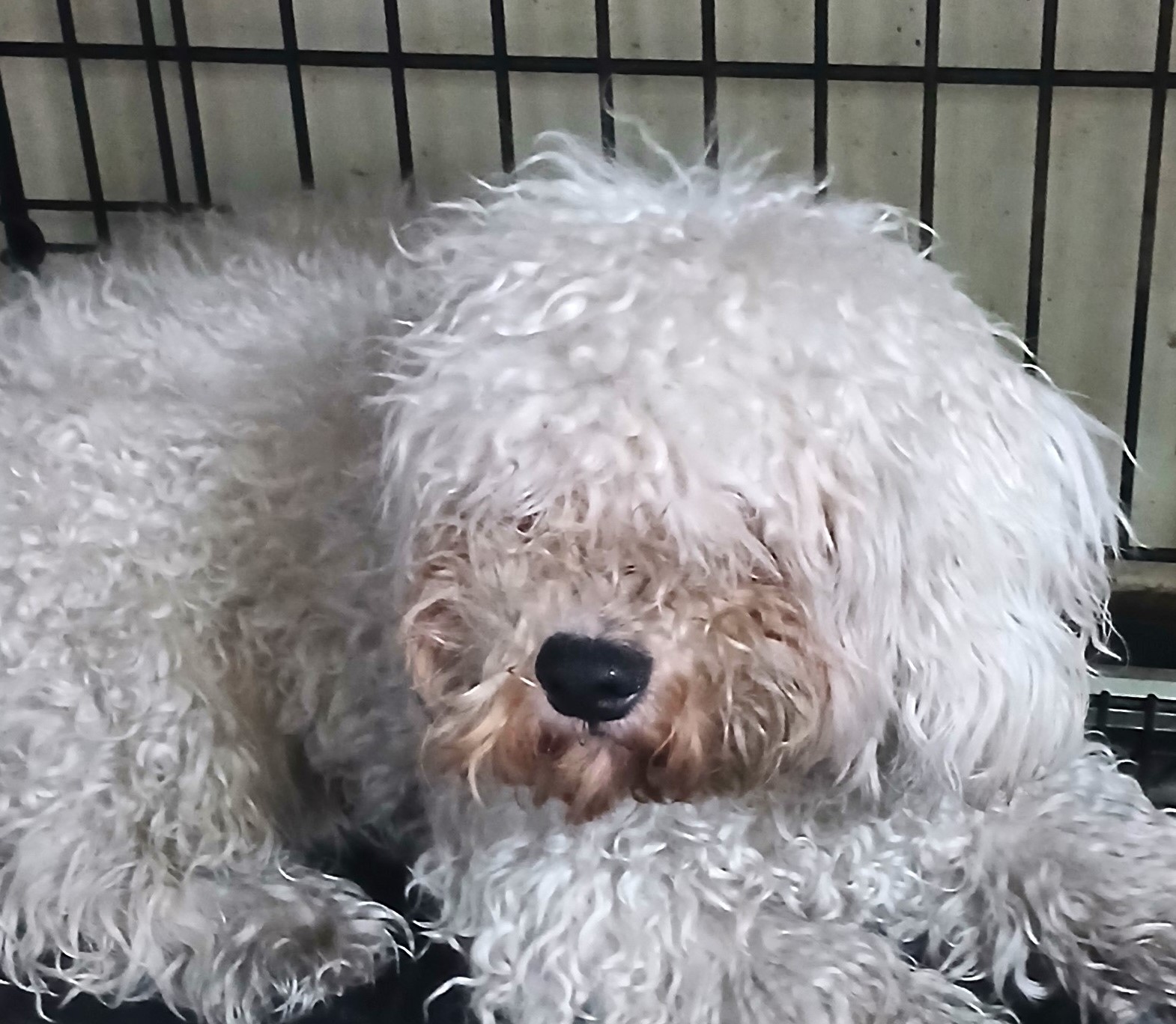 보호중 말티푸의 가…