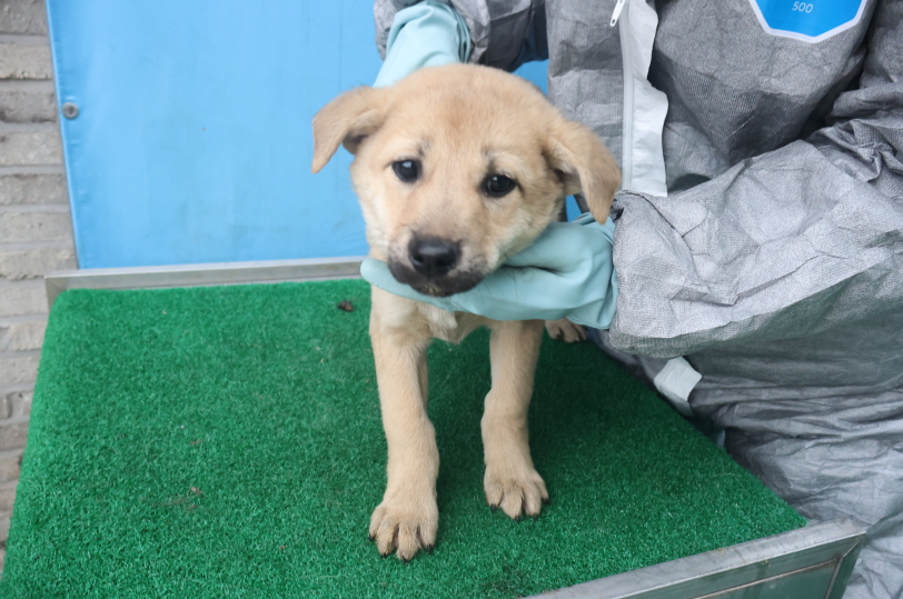 제주 동물보호센터_450650202403645