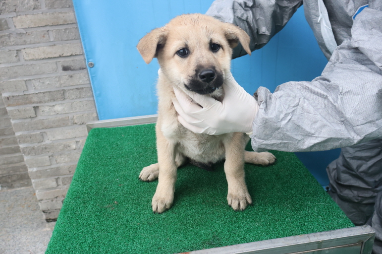 제주 동물보호센터_450650202403648