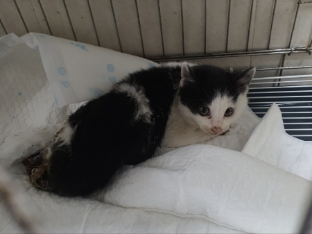 원주시동물보호센터_442419202400925