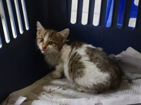 보호중 한국 고양이…