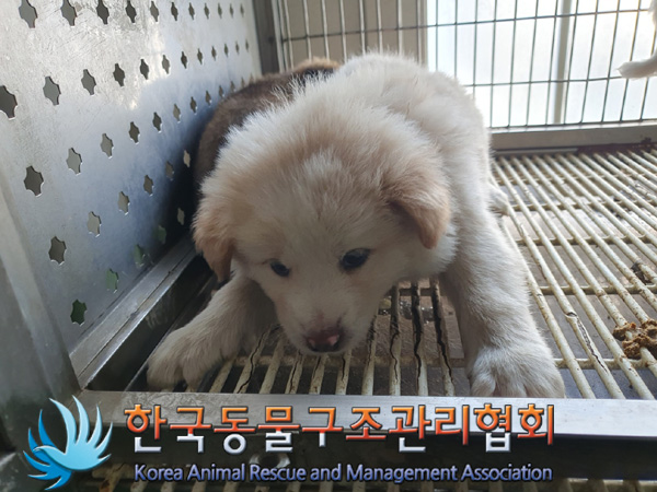 한국동물구조관리협회_411310202400680