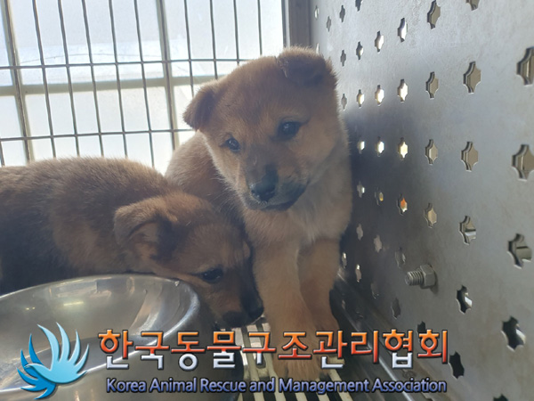 한국동물구조관리협회_411310202400685