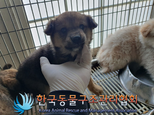 한국동물구조관리협회_411310202400682