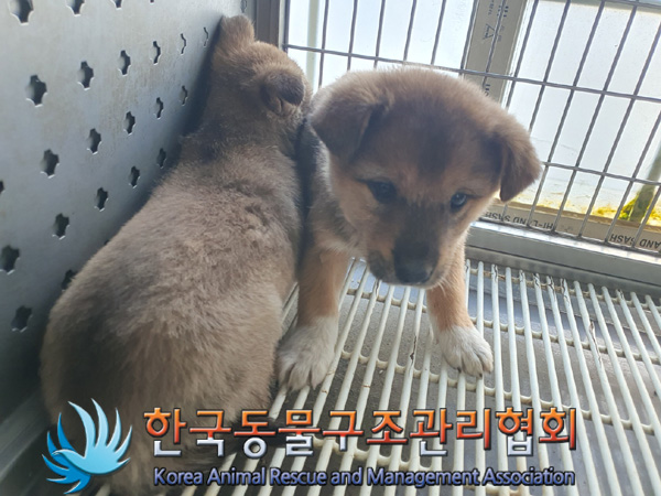 한국동물구조관리협회_411310202400686