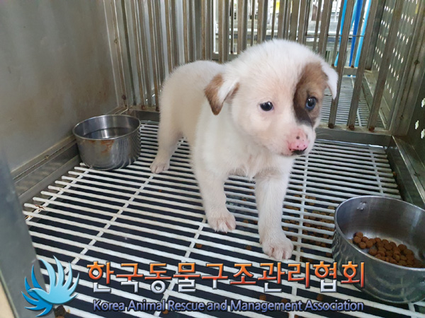 한국동물구조관리협회_441392202400301