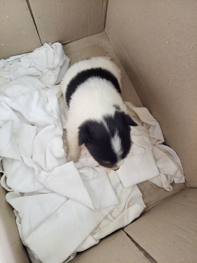 함안군유기동물보호소_448540202401158