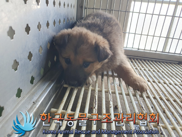 한국동물구조관리협회_411310202400683
