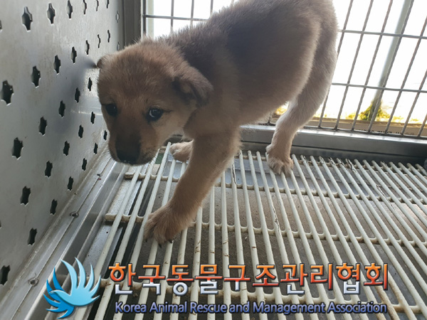 한국동물구조관리협회_411310202400684